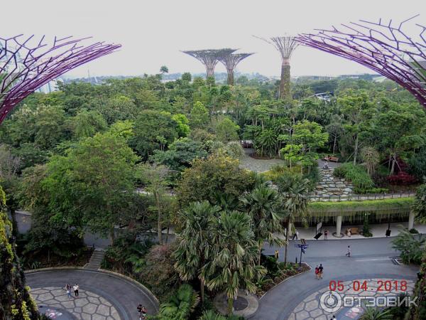 Supertree Grove и подвесная дорожка OCBC SKYWAY (Сингапур)