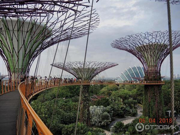 Supertree Grove и подвесная дорожка OCBC SKYWAY (Сингапур)