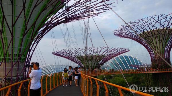 Supertree Grove и подвесная дорожка OCBC SKYWAY (Сингапур)