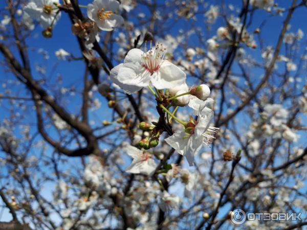 Пляж Зеленый Мыс (Грузия, Батуми) фото