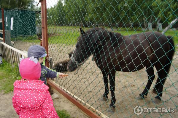 Экскурсия на страусиную ферму (Россия, Омская область) фото