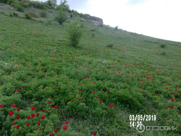 Скифское городище Вишенное (Россия, Белогорск) фото