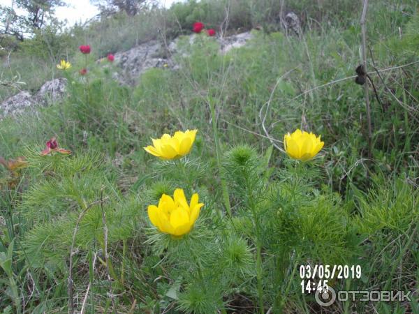 Скифское городище Вишенное (Россия, Белогорск) фото