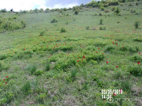 Скифское городище Вишенное (Россия, Белогорск) фото