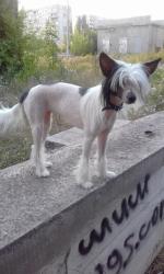 Голая Китайская хохлатая собака фото