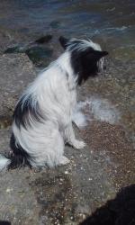 Голая Китайская хохлатая собака фото