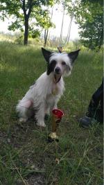 Голая Китайская хохлатая собака фото