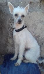 Голая Китайская хохлатая собака фото