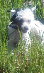 Голая Китайская хохлатая собака фото