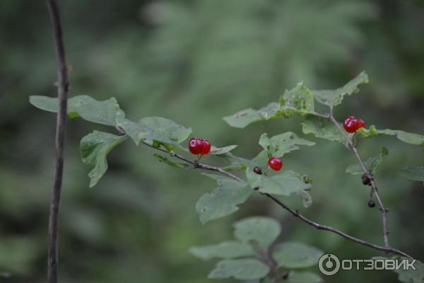 Усадьба Заключье (Россия, Тверская область) фото