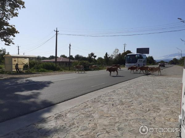 Отдых в курортном поселке Лдзаа (Абхазия, Гагрский район) фото