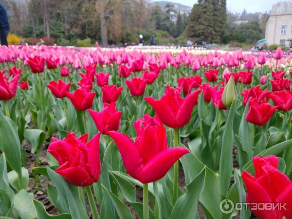 Выставка тюльпанов в Никитском Ботаническом саду (Крым, Ялта) фото