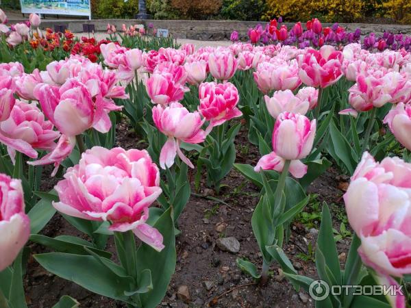 Выставка тюльпанов в Никитском Ботаническом саду (Крым, Ялта) фото