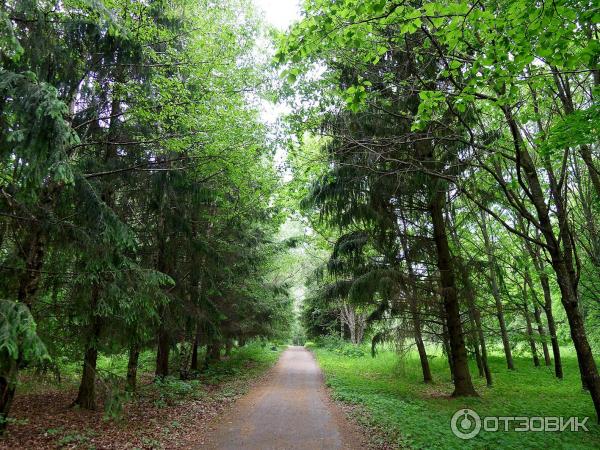 Дендрологический парк (Россия, Переславль-Залесский) фото