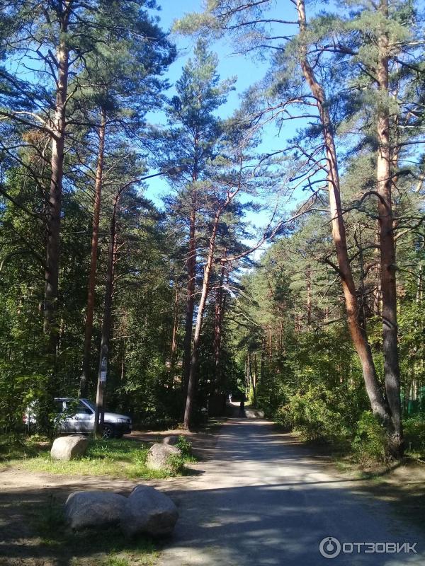 Пляж Ласковый (Россия, Санкт-Петербург) фото