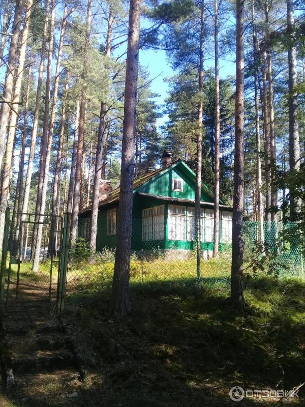 Пляж Ласковый (Россия, Санкт-Петербург) фото