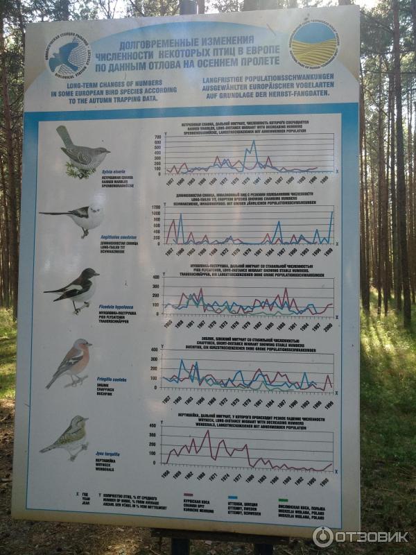 Экскурсия по орнитологической станции Фрингилла (Россия, Калининградская область) фото