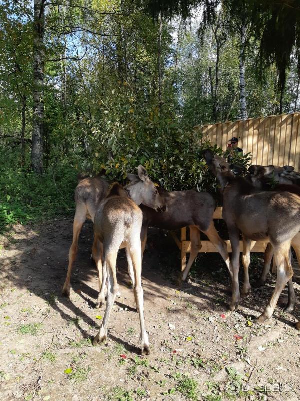 кормятся, идут на пролом