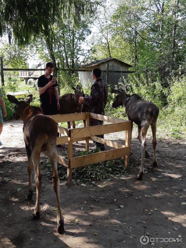 Государственный природный заказник Сумароковский (Россия, Костромская область) фото