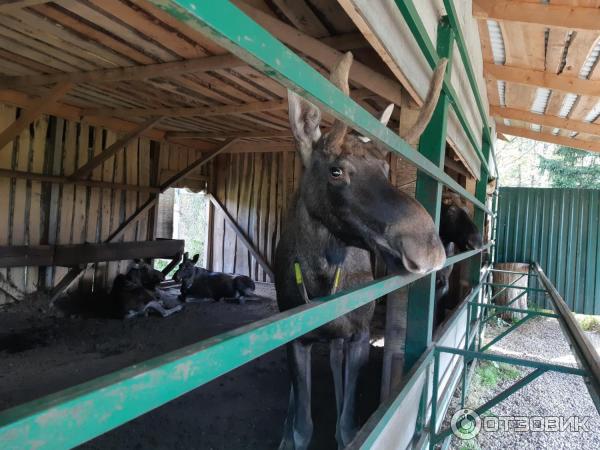 Государственный природный заказник Сумароковский (Россия, Костромская область) фото