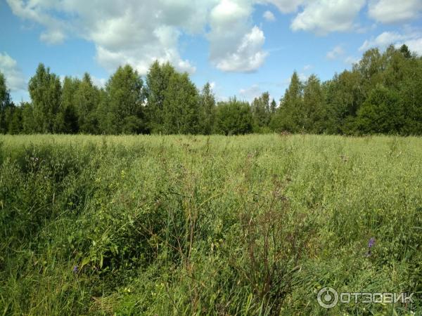 Музей-усадьба А. Блока Шахматово (Россия, Московская область) фото