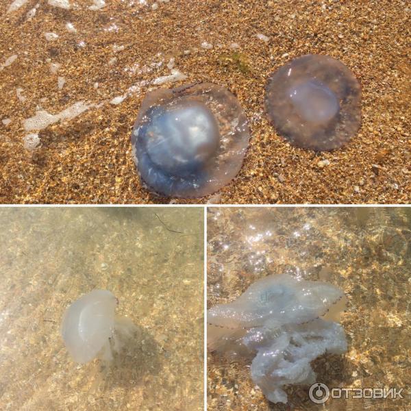 Медузы разного вида