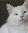 Katrila7