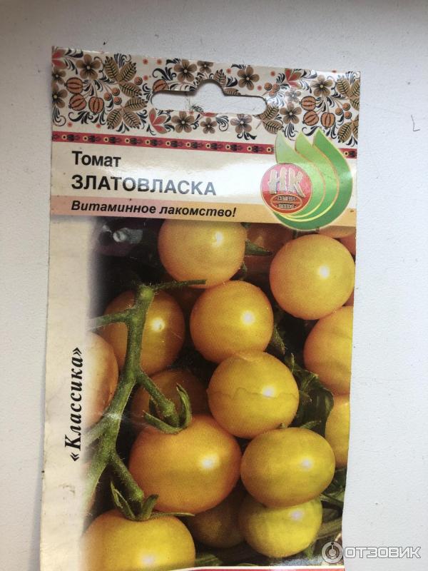Семена томата Поиск Златовласка фото