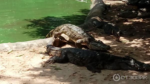 крокодилы из водоема