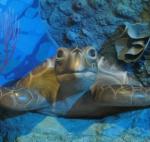 Океанариум Star&Mlad (Россия, Воронеж) фото