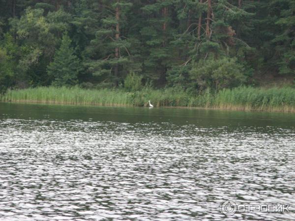 Озеро Нарочь (Беларусь, Минская область) фото