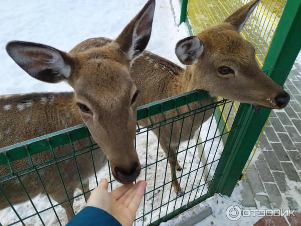 Пятнистые олени