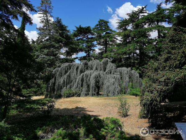 Никитский Ботанический сад (Крым, Ялта) фото