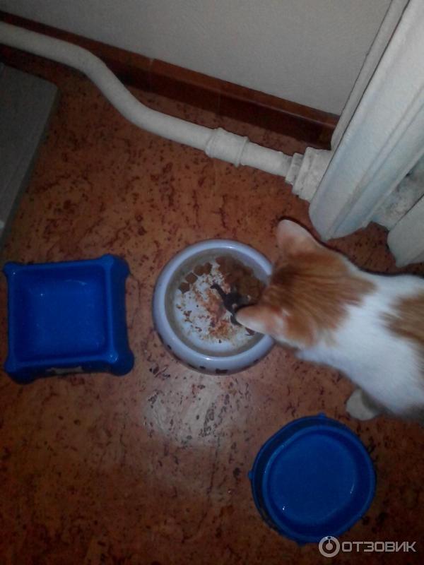 Капли успокаивающие АВЗ Фитэкс фото