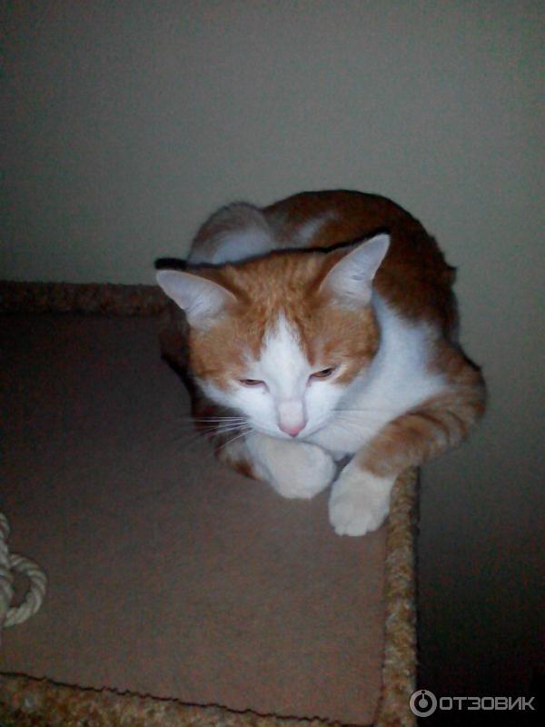 Капли успокаивающие АВЗ Фитэкс фото