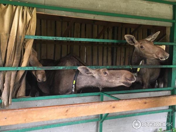 Государственный природный заказник Сумароковский (Россия, Костромская область) фото