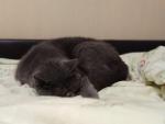 Корм для кошек Superpet фото