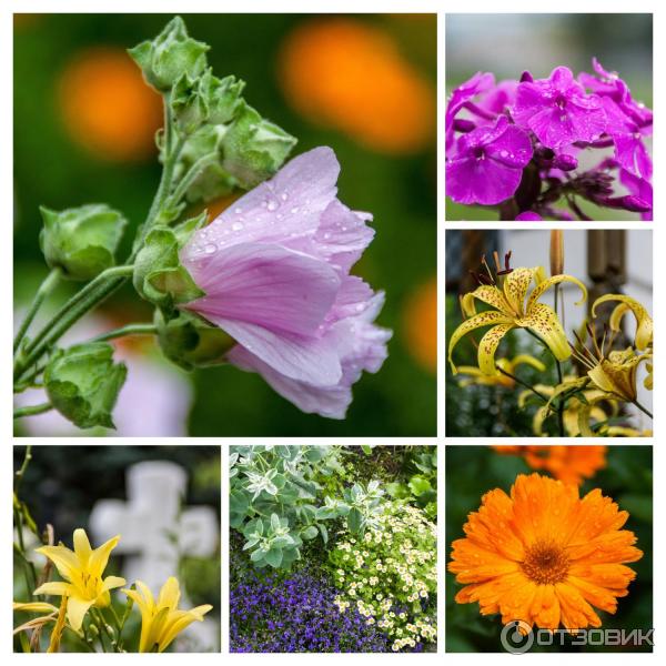 Введенский ставропигиальный мужской монастырь Оптина Пустынь (Россия, Козельск) фото