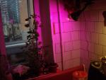 Светодиодная лампа Uniel LED для растений фото