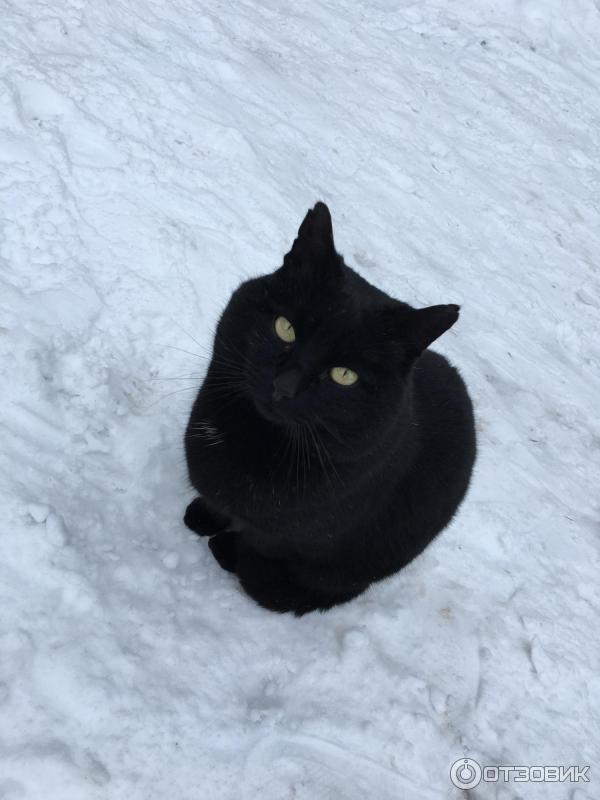 Кот - Обама :))