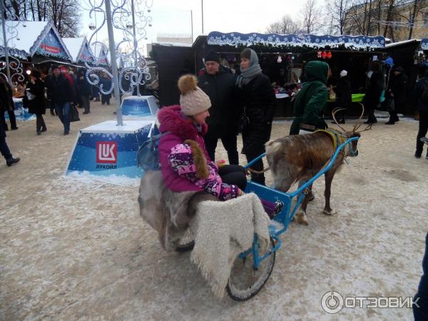 Катание на олене