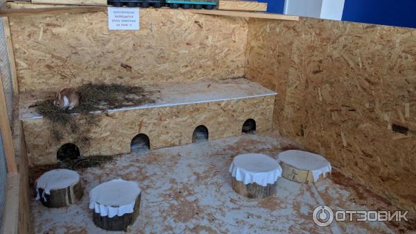 Парк сокольники мини зоопарк. Моя маленькая ферма рязань. Зоопарк моя маленькая ферма рязань. Зоопарк в нити в рязани. Трогательный зоопарк в рязани.