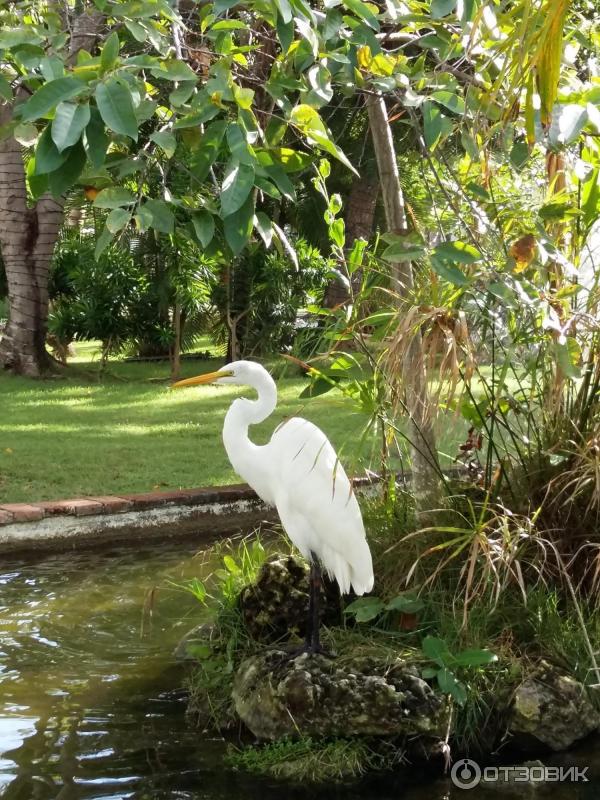 Отель Occidental Grand Punta Cana 4* (Доминикана, Пунта Кана) фото