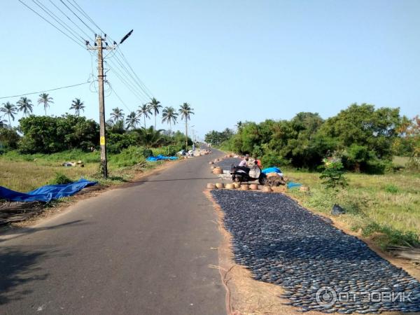 Пляж Бенаулим (Индия, Гоа) фото