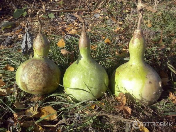 Лагенария обыкновенная - Lagenaria siceraria (Molina) Standl. (Тыквенные — Cucurbitaceae Juss.)