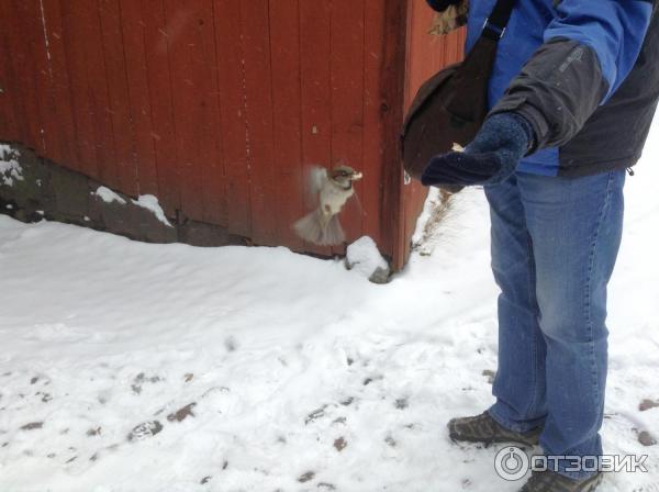 Музей Skansen (Швеция, Стокгольм) фото