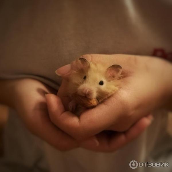 Хомяк по имени Хомяк