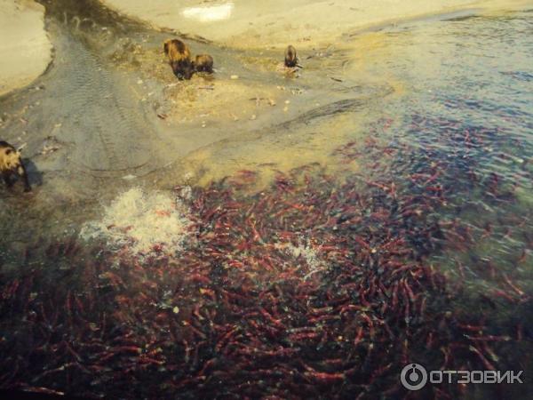 Выставка Фотоконкурс Российского географического общества Самая красивая страна в ЦДХ (Россия, Москва)