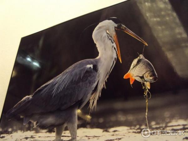 Выставка Фотоконкурс Российского географического общества Самая красивая страна в ЦДХ (Россия, Москва)