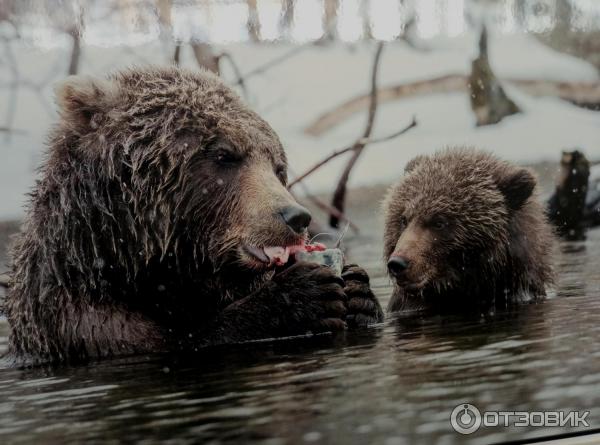 Выставка Первозданная Россия в ЦДХ (Россия, Москва) фото